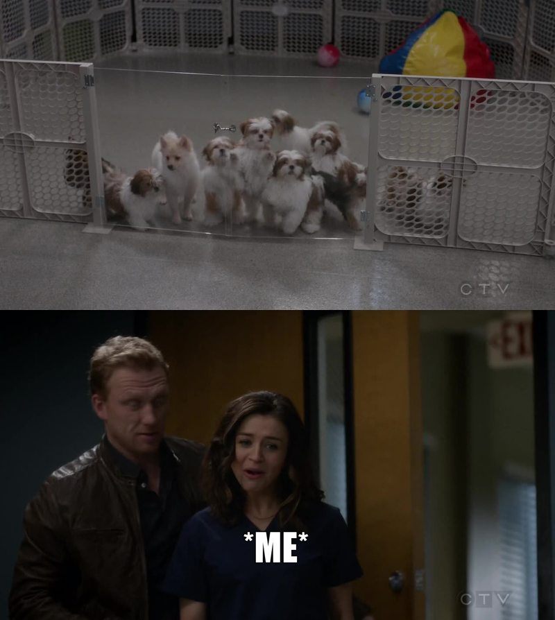 PUPPIES ARE ALWAYS THE SOLUTION! 😍 😍 😍