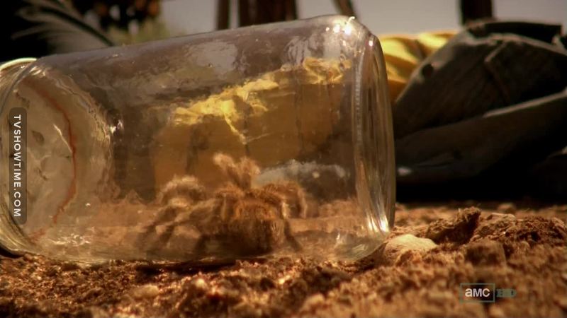 I think Jesse is like this spider: trapped into a place he doesn't want to stay in, watching the others losing their humanity and trying to escape.