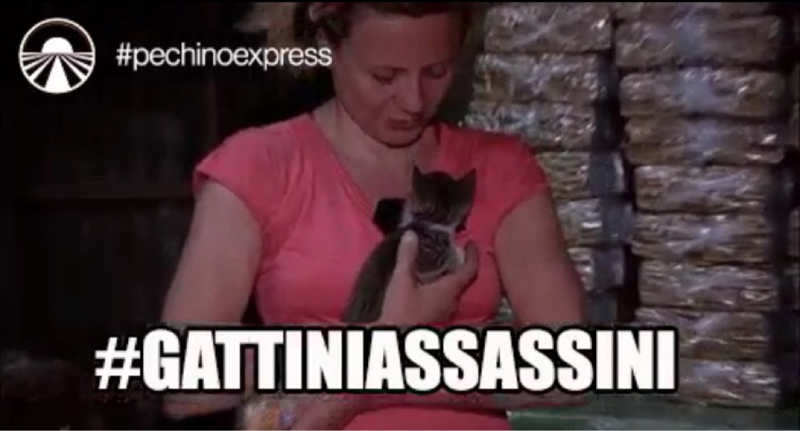 Il gattino si chiama per caso Aida? Ahaha #gattiniassassini