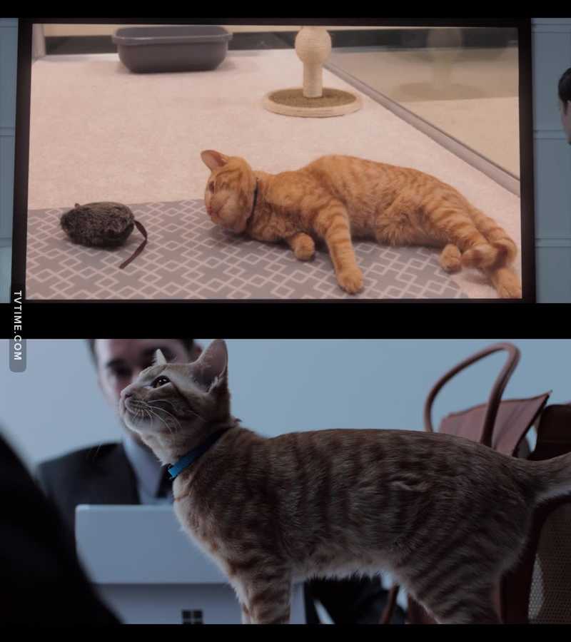 the only thing i understand the first time, catto is fine